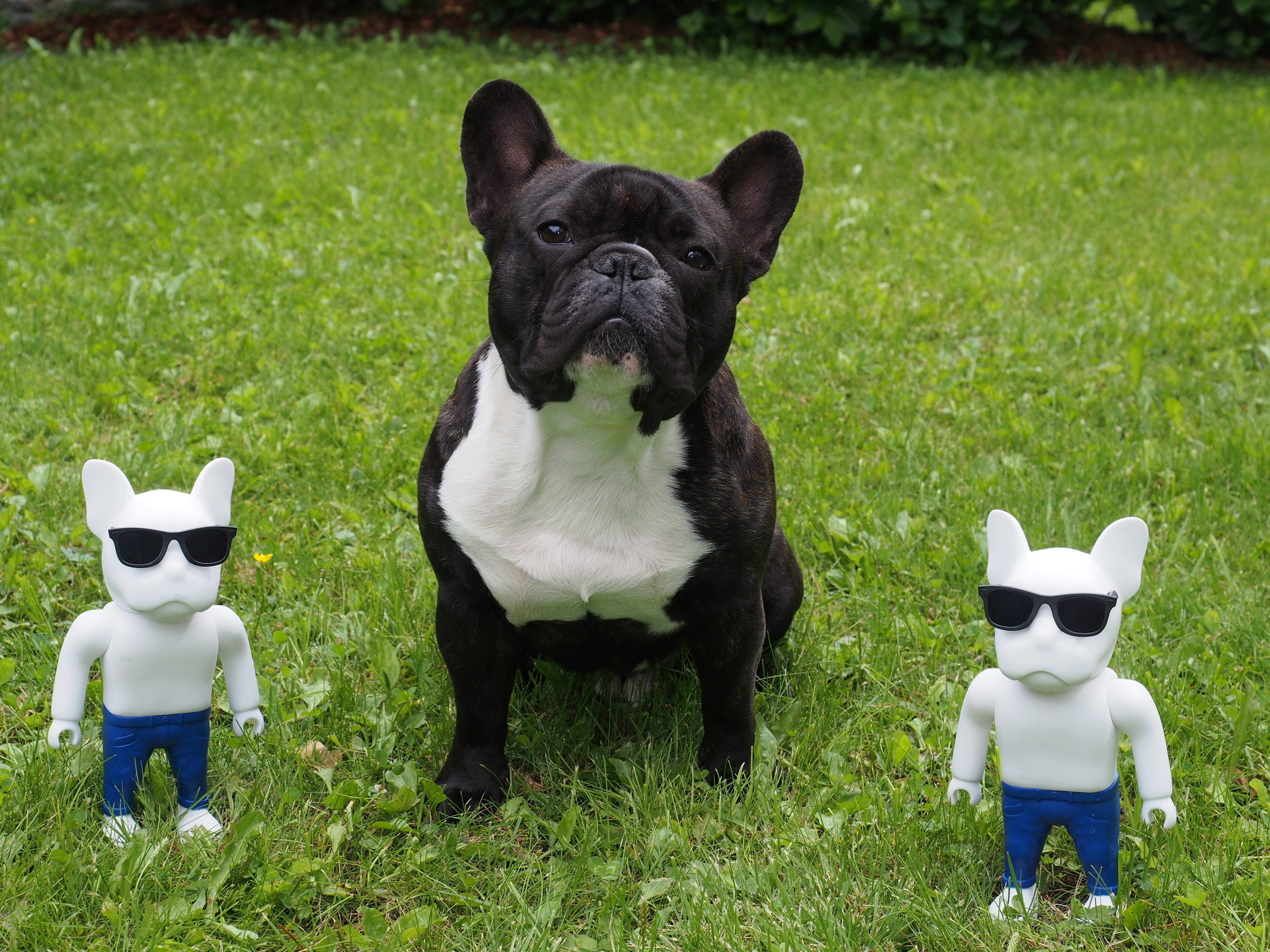 french bulldog with attitude